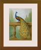 Tim Ashkar&nbsp;Peacock Right Original Oil on Board Framed
