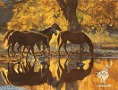 Tim Cox Autumns Amber Glow By Tim Cox Print Signed & Numbered