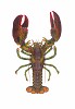 Flick Ford&nbsp;4 Lb Lobster Open Edition Canvas