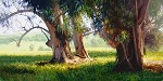 June Carey&nbsp;Eucalyptus Trunks