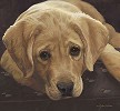 John Weiss&nbsp;Best Loved Breeds Yellow Labrador Retriever Le Canvas