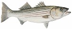 Flick Ford&nbsp;Mature Striped Bass Smallwork Canvas Edition