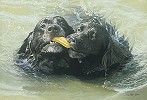 John Weiss&nbsp;Retrievers  Limited Edition Print