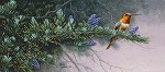 Stephen Lyman Rufus Hummingbird And Mountain Hemlock Smallwork Anniversary Edition