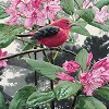 Rod Frederick&nbsp;Scarlet Tanager Smallwork Canvas Edition