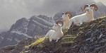 Daniel Smith&nbsp;Summit Sanctuary Limited Edition Canvas