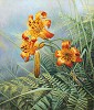Stephen Lyman Tiger Lilies And Grasshopper Smallwork Anniversary Edition