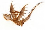 DreamWorks Animation&nbsp;How To Train Your Dragon Astrid  Concept Artwork