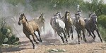 Ragan Gennusa&nbsp;Los Caballos By Ragan Gennusa Print  Signed & Numbered