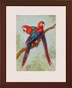Tim Ashkar&nbsp;Pair of Red and Blue Parrots Original Oil on Board Framed