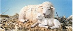 Thomas Blackshear Ebony Visions&nbsp;The Nativity Sheep with Lamb