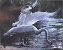 Anne Page&nbsp;TRUMPETER SWANS