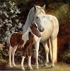 Bonnie Marris_Maxfield�s Garden, LIMITED EDITION CANVAS