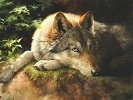 Hidden Secrets Limited Edition Canvas by Bonnie Marris