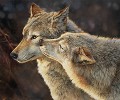 Wolf Kiss Smallwork Canvas Edition by Bonnie Marris