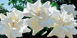 Brian Davis_Radiant Rose Quartet 