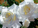 Brian Davis_White Radiant Roses