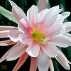 Brian Davis_Blushing Beauty