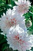 Three Pink Dahlias by Brian Davis