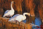 David  Wade&nbsp;EVENING GLOW  (SWANS)  