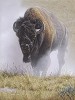 Out Of The Dust Smallwork Canvas Edition by Daniel Smith