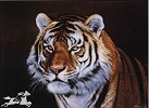 Edward  Aldrich&nbsp;SIBERIAN TIGER 