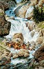 Frank McCarthy&nbsp;Roar of the Falls, LIMITED EDITION CANVAS