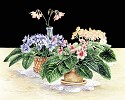 African Violets by Gamboa