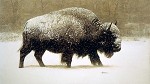 James Bama&nbsp;Buffalo in Storm, LIMITED EDITION CANVAS