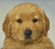 Simba Limited Edition Canvas by John Weiss