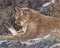 Paws And Reflect Limited Edition Print by Judy Larson