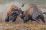 Summer Rumble By Kyle Sims Giclee On Canvas  Signed & Numbered by Kyle Sims