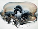 Lee Bogle_Nesting Loons II