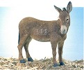 Thomas Blackshear Ebony Visions&nbsp;The Nativity Donkey