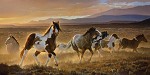 Domino By Nancy Glazier Giclee On Canvas  Signed & Numbered by Nancy Glazier