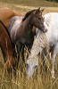 The Yearling By Norm Clasen Giclee On Paper  Artist Proof by Norm Clasen