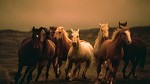 Twilight By Norm Clasen Giclee On Canvas  Grande Edition by Norm Clasen