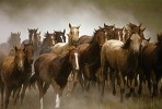White Socks By Norm Clasen Giclee On Canvas  Grande Edition by Norm Clasen