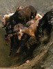 Cliff Jumpers By Norm Clasen Giclee On Paper  Artist Proof by Norm Clasen