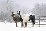 Snowy Morning By Norm Clasen Giclee On Paper  Artist Proof by Norm Clasen