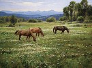 Amid Summer Blooms By Robert Peters Giclee On Canvas  Signed & Numbered by Robert Peters