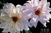 Charles Bibbs Art Collection