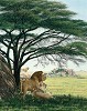 An African Experience Masterwork Canvas Edition by Simon Combes