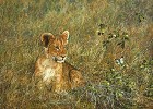 Lion Cub And Butterfly, Smallwork Canvas Edition by Simon Combes