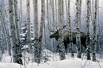 A Walk In The Woods Limited Edition Canvas by Stephen Lyman