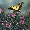 Swallowtail Butterfly And Pink Mountain Heather by Stephen Lyman