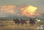 Tim  Cox&nbsp;TWILIGHT   