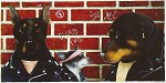 Will Bullas_the bad doggies..., LIMITED EDITION PRINT