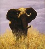 Simon Combes&nbsp;Tsavo Sentinel, LIMITED EDITION CANVAS