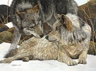Judy Larson&nbsp;The Alphas, LIMITED EDITION CANVAS